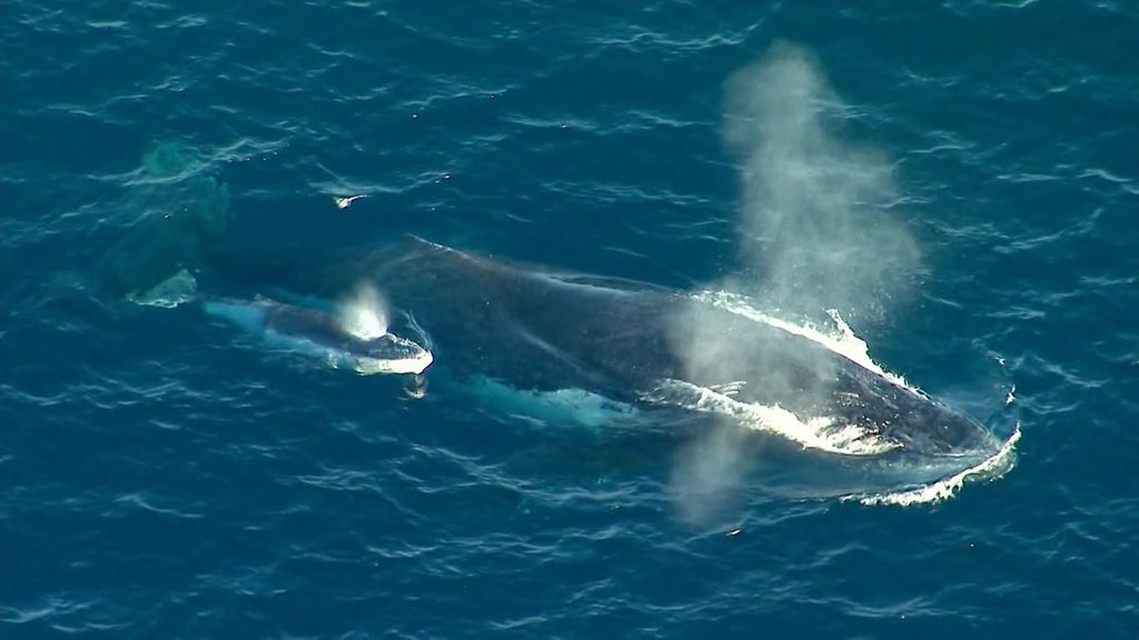 Australia news live: fifth whale caught in Sunshine Coast shark nets; Ley calls emissions target modelling ‘a cruel hoax’ Australia news live: fifth whale caught in Sunshine Coast shark nets; Ley calls emissions target modelling ‘a cruel hoax’